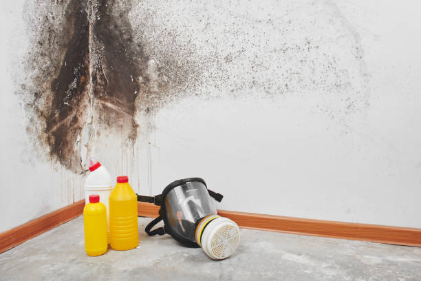 Best Mold Cleaning Services  in Tamalpais Homestead Valley, CA