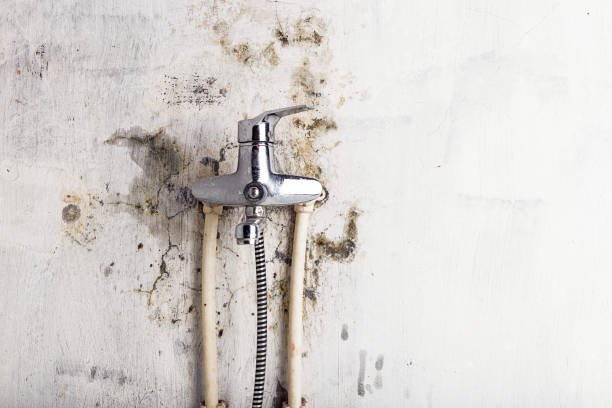 Best Home Mold Removal  in Tamalpais Homestead Valley, CA