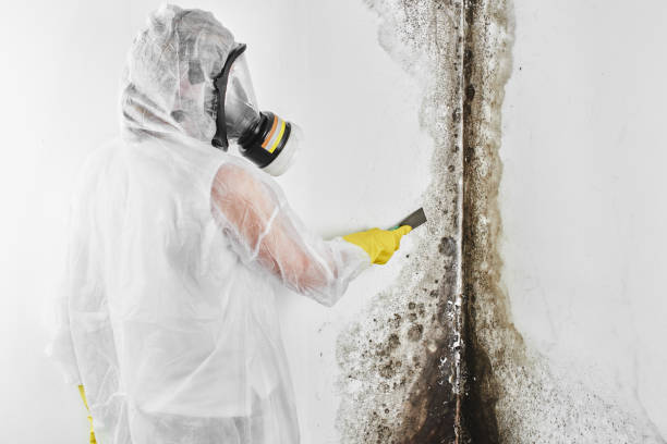 Best Professional Mold Removal  in Tamalpais Homestead Valley, CA
