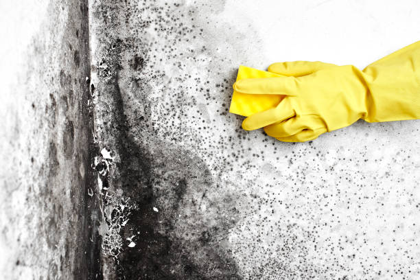 Mold Testing and Removal in Tamalpais Homestead Valley, CA