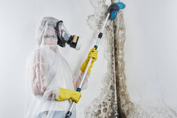 Best Mold Testing  in Tamalpais Homestead Valley, CA