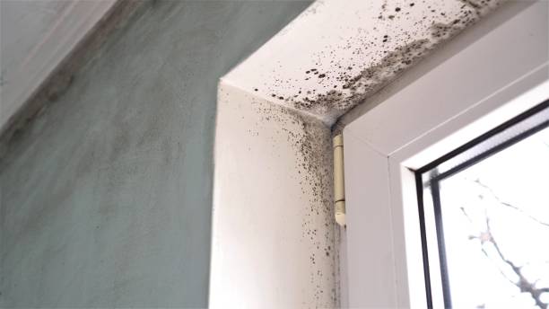 Best Black Mold Removal  in Tamalpais Homestead Valley, CA