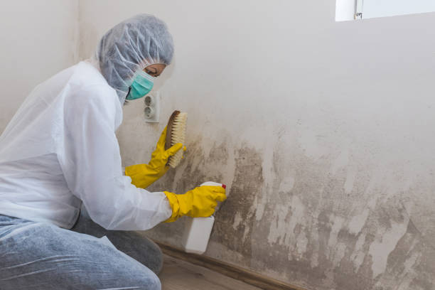 Best Commercial Mold Removal  in Tamalpais Homestead Valley, CA