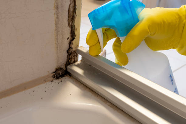Mold Removal Process in Tamalpais Homestead Valley, CA