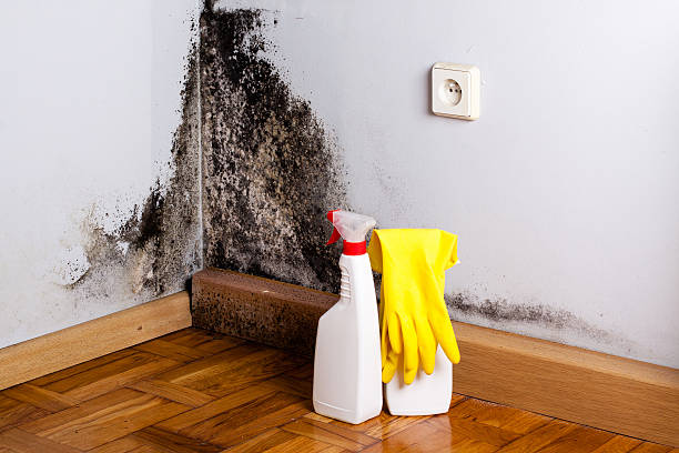 Best Mold Removal Company Near Me  in Tamalpais Homestead Valley, CA