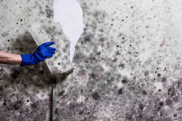 Certified Mold Removal in Tamalpais Homestead Valley, CA