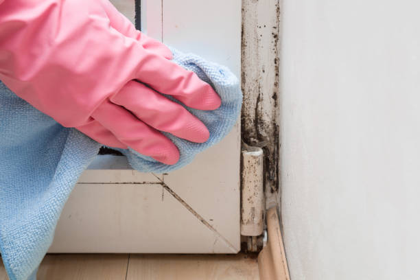 Best Professional Mold Removal  in Tamalpais Homestead Valley, CA