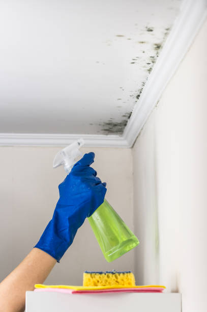 Best Crawl Space Mold Removal  in Tamalpais Homestead Valley, CA