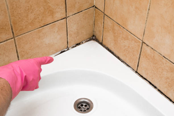 Best Mold Damage Repair  in Tamalpais Homestead Valley, CA
